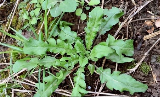 麦地里的野菜,最常见的是荠菜和面条菜,过去农村在青黄不接的春三月里