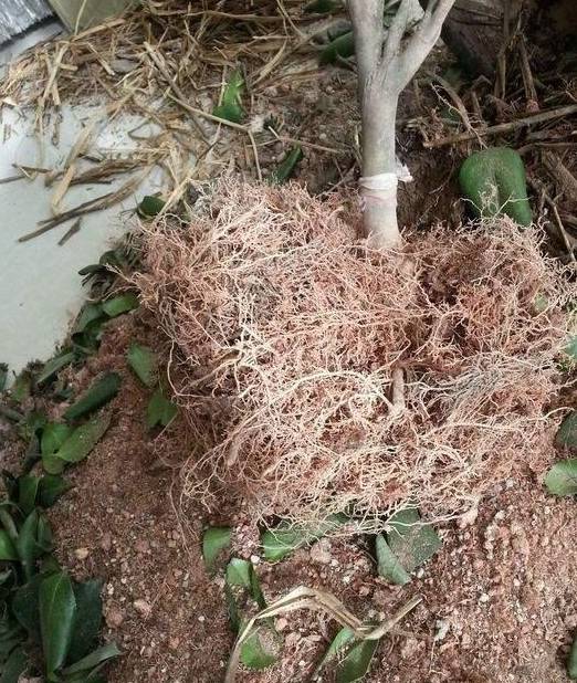 茶花花谢后有个"特殊期",适合做3件事,错过就要等明年_修剪_休眠_新芽