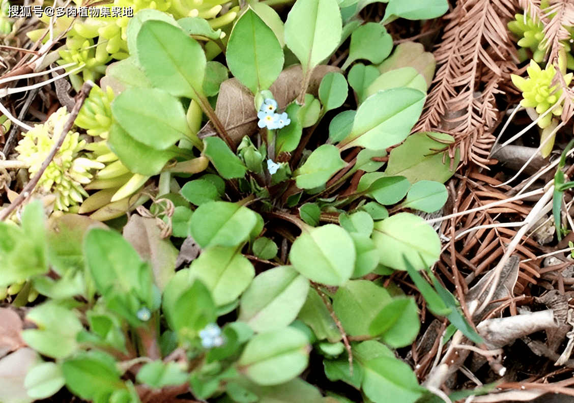俗名是"救命粮",趴在石缝里生长,万万没发现,它如今极有价值_植物