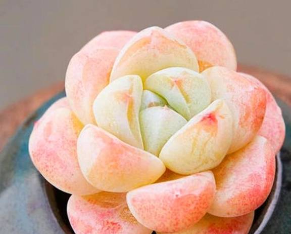多肉中的"冰美人",只要3招,粉里透红颜值高,不要被名字欺骗_叶片_环境