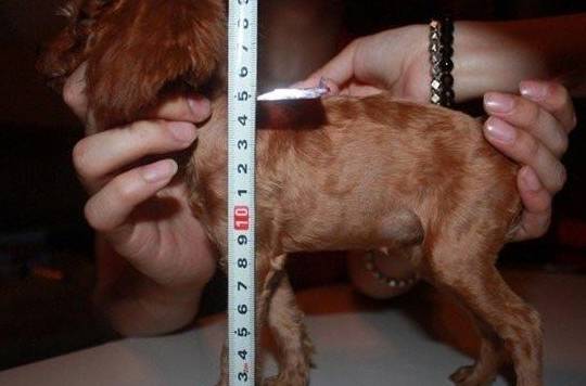 泰迪专栏:泰迪肩高怎么量_狗狗_训练_主人