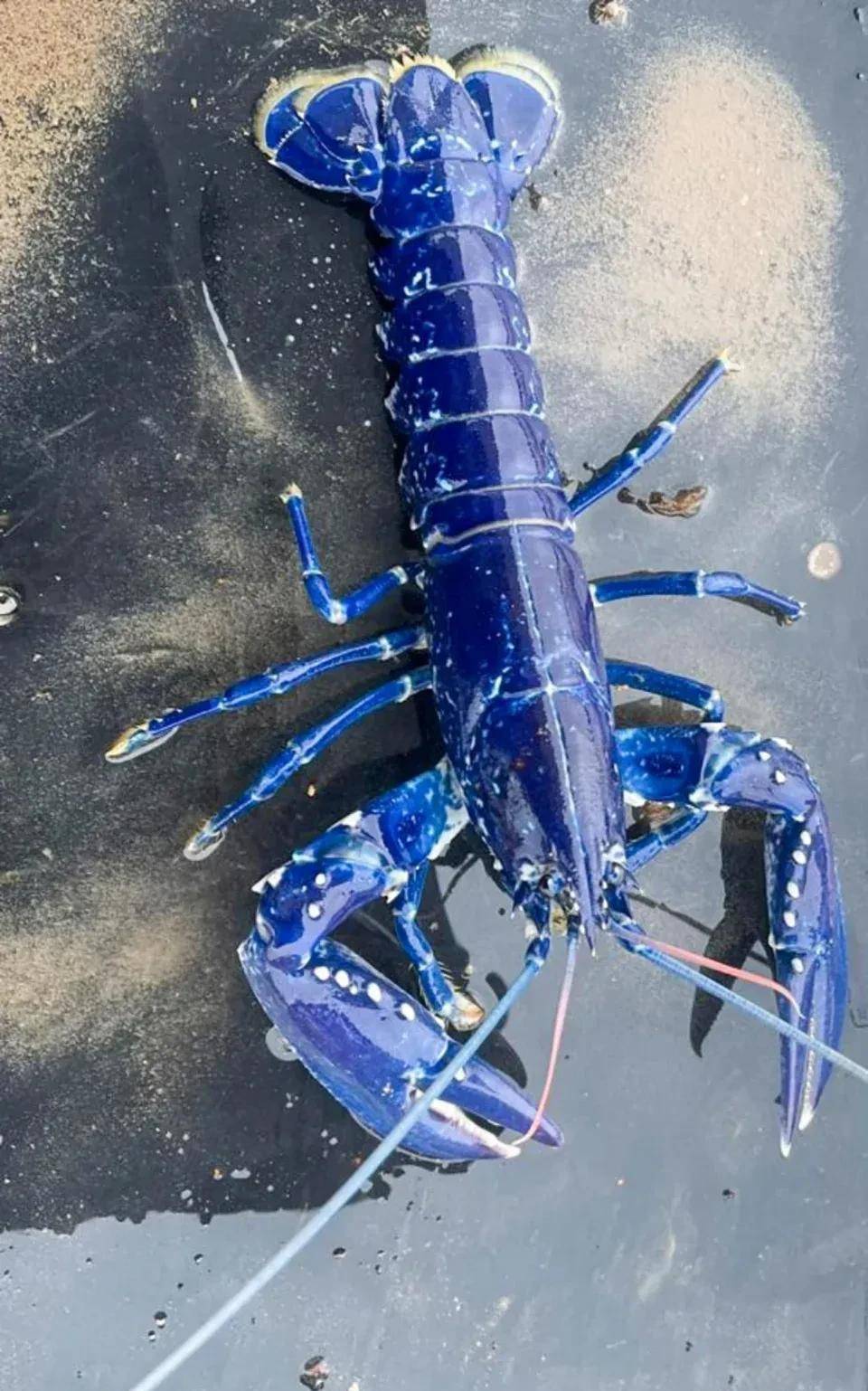 他在湖里捕获1只蓝色龙虾,结果3天后出价7万居然都