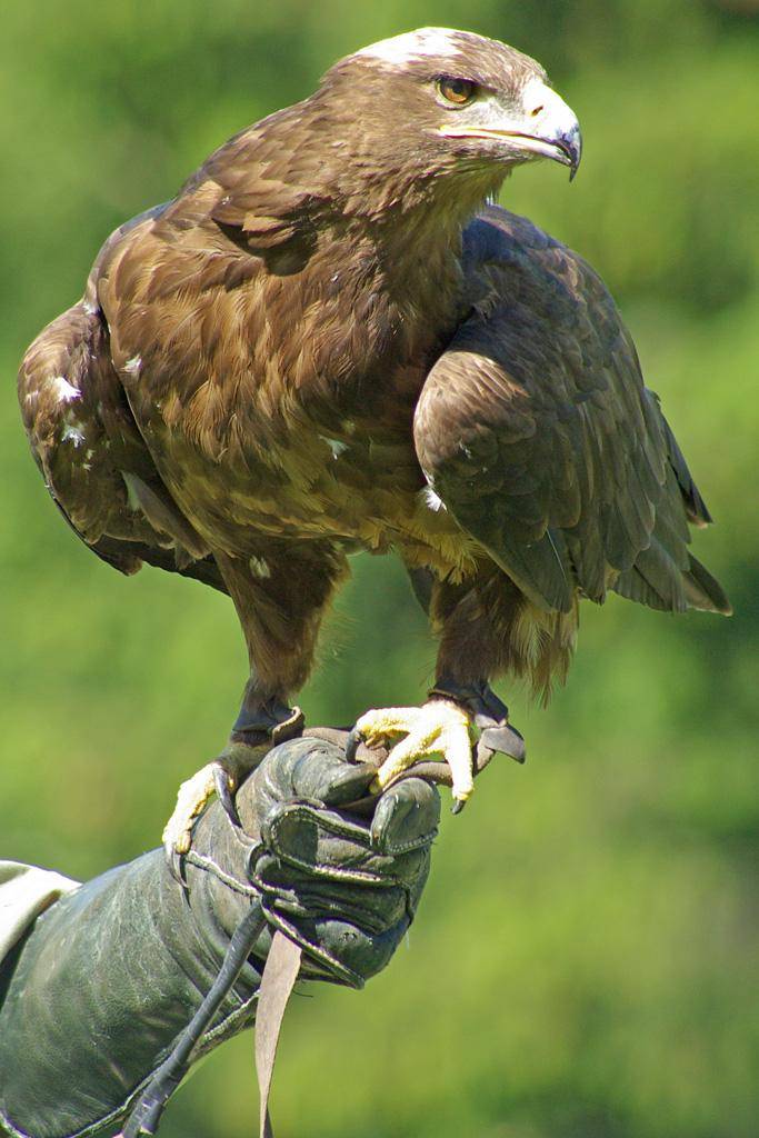 一人一鹰七天不合眼,神秘的熬鹰究竟有多残忍?_时候_绳子_眼罩