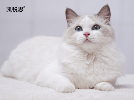 凯锐思鲜肉猫粮好不好?以“精、专”品质领跑中高端市场 凯锐思鲜肉猫粮好不好?以“精、专”品质领跑中高端市场