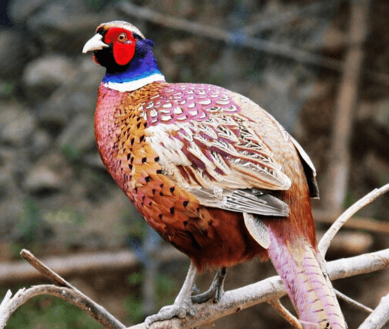 好吃好看营养高,东北野鸡泛滥成灾,为何中国吃货连碰都不敢碰?