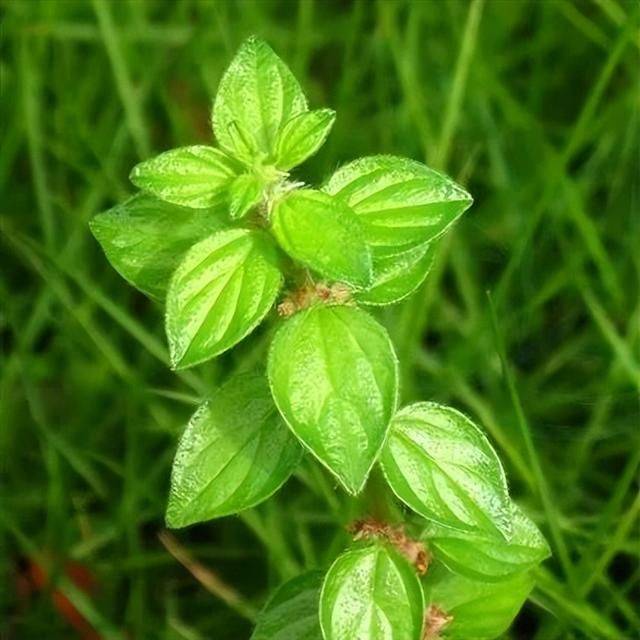 ②《广东中药》:"解毒,祛湿,敷疮有吸脓之功.治风火牙痛,眼热,吐血.