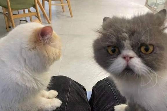 长毛流浪猫满脸沧桑浑身毛发打结,被收养时发现猫咪才一岁!