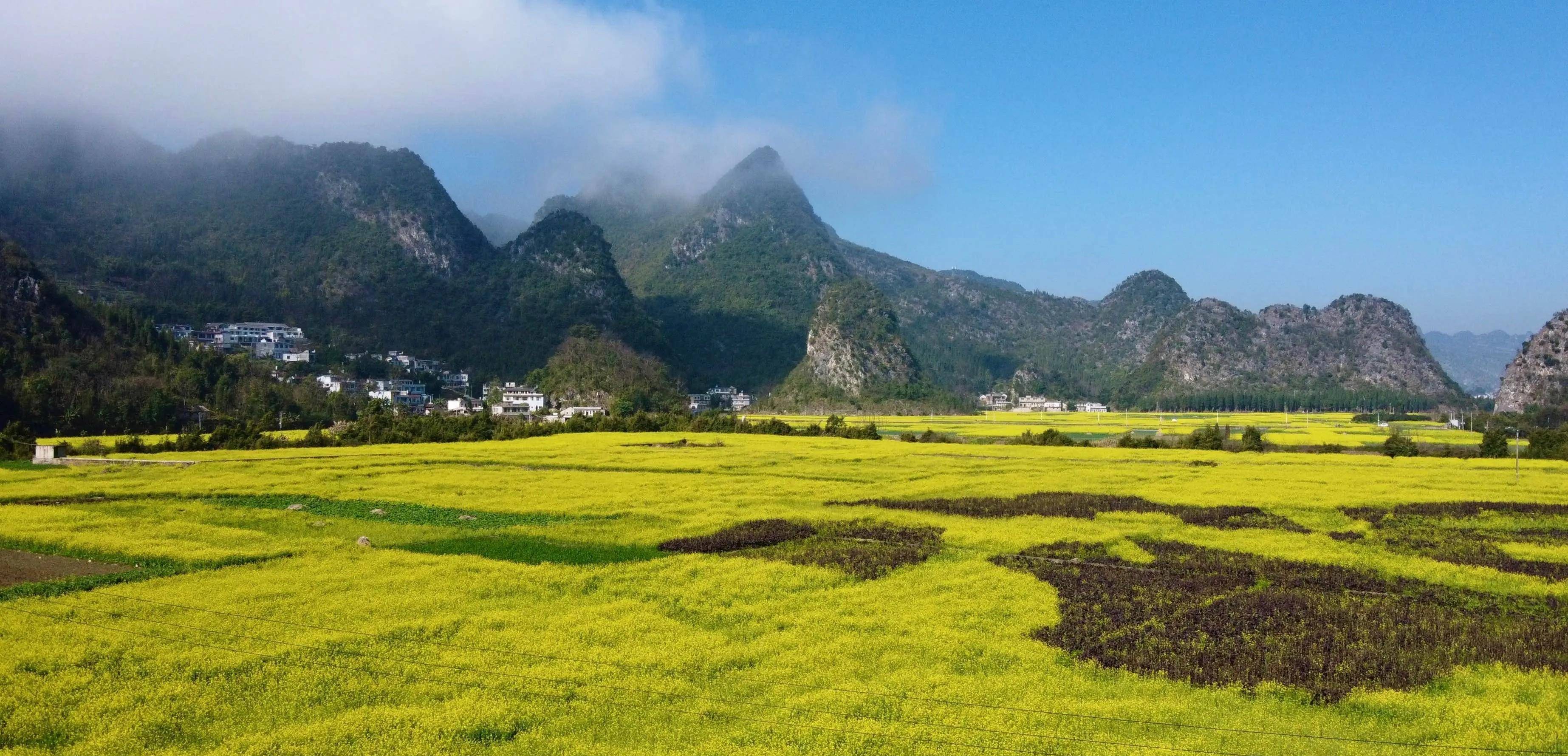 9,贵定音寨金海雪山3月到,贵州中部和北部的油菜花陆续开放,整个