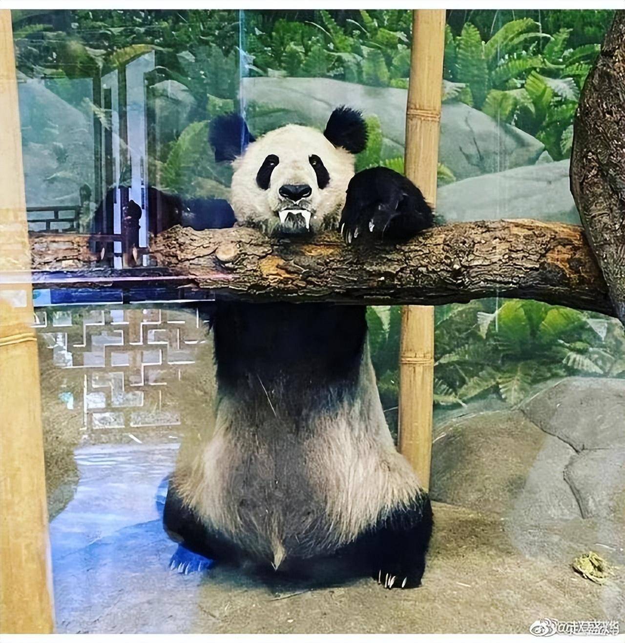 国外丫丫处境垂危再对比卡塔尔国外大熊猫养猫差距一目了然