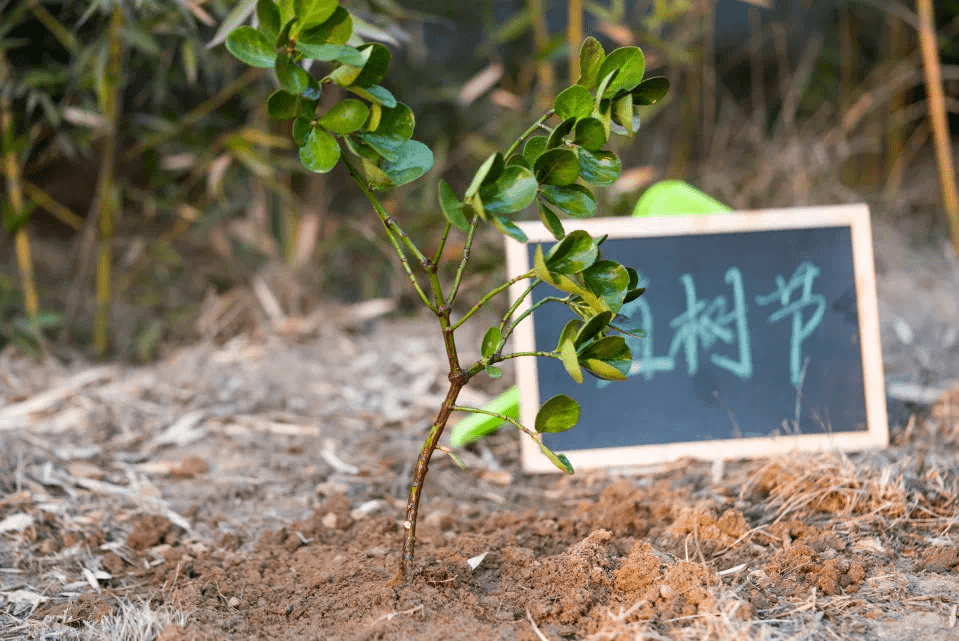 星球研學(上海地區) | 種植綠色夢想,斯坦星球植樹節親子主題活動招募