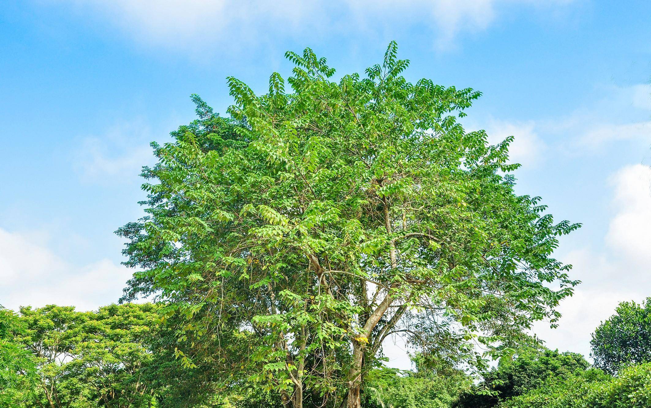 西双版纳的"五树六花",走进春天的婆娑世界_菩提树_佛寺_地区