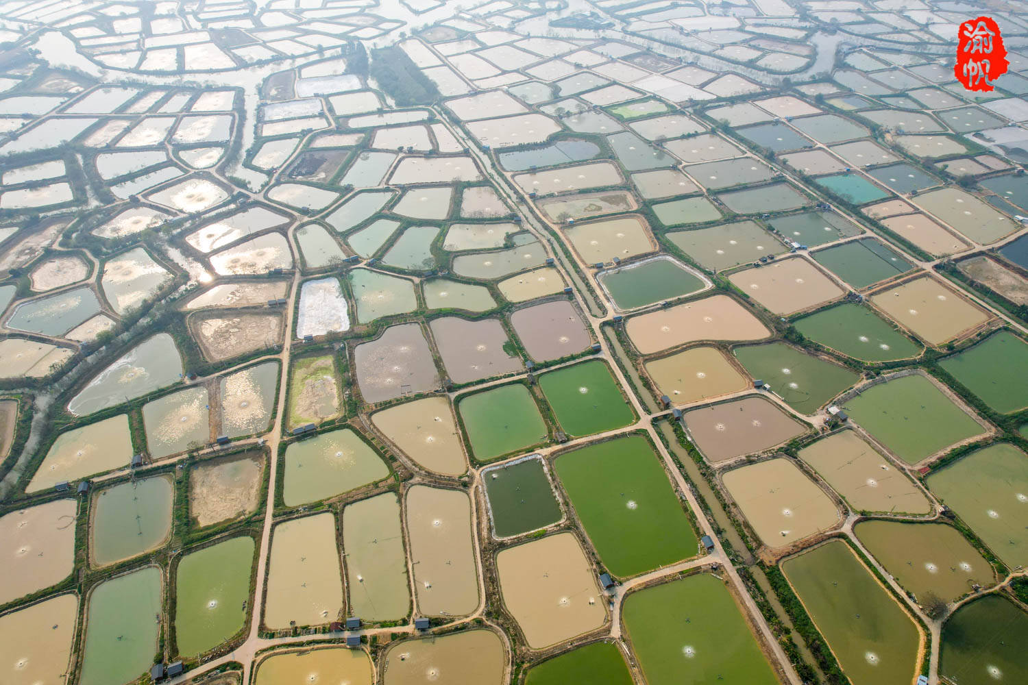 珠三角基塘农业图片
