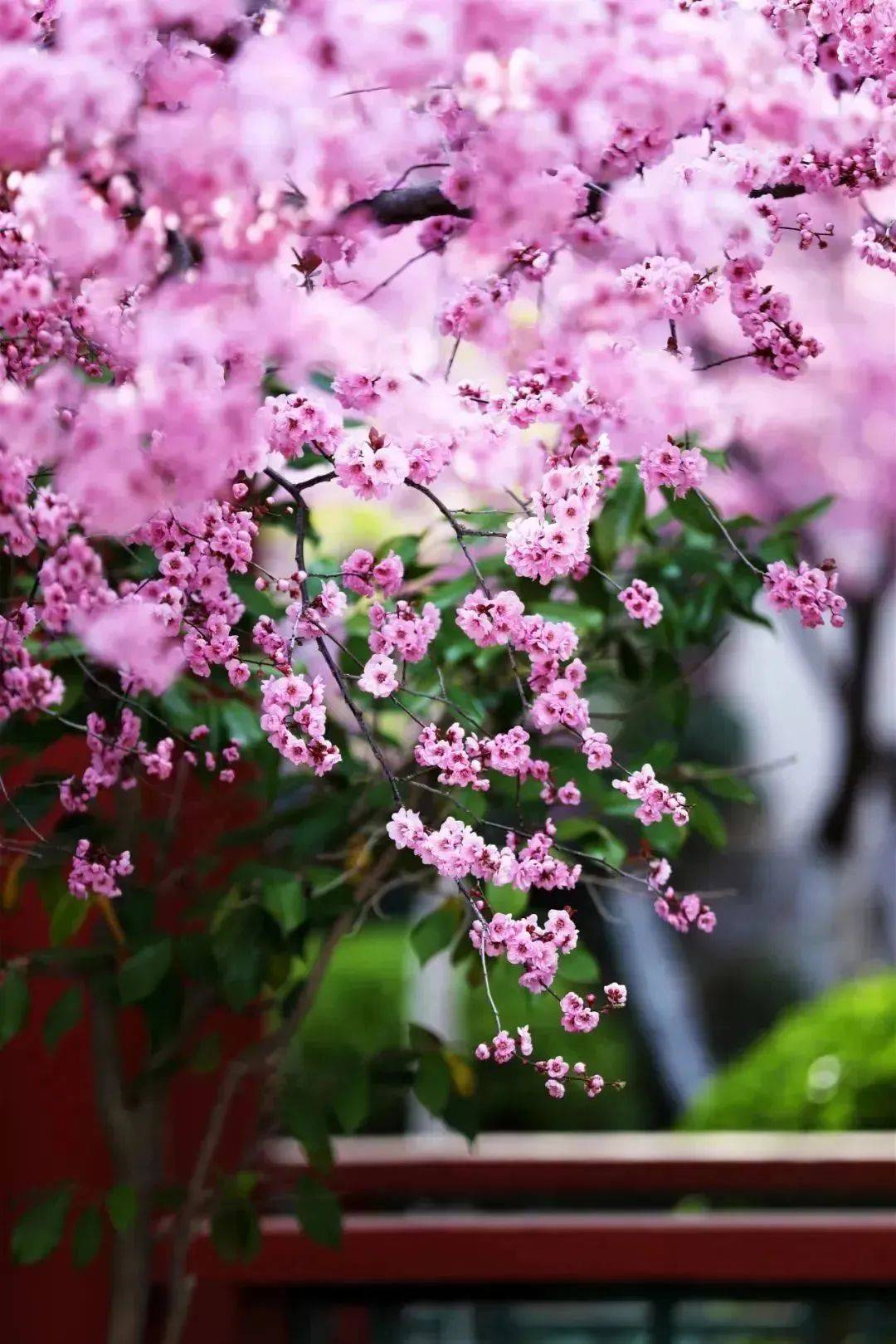 使人沉醉佇立粉色花海……晚櫻嬌豔嫵媚,桃花絢爛唯美櫻花浪漫迷人