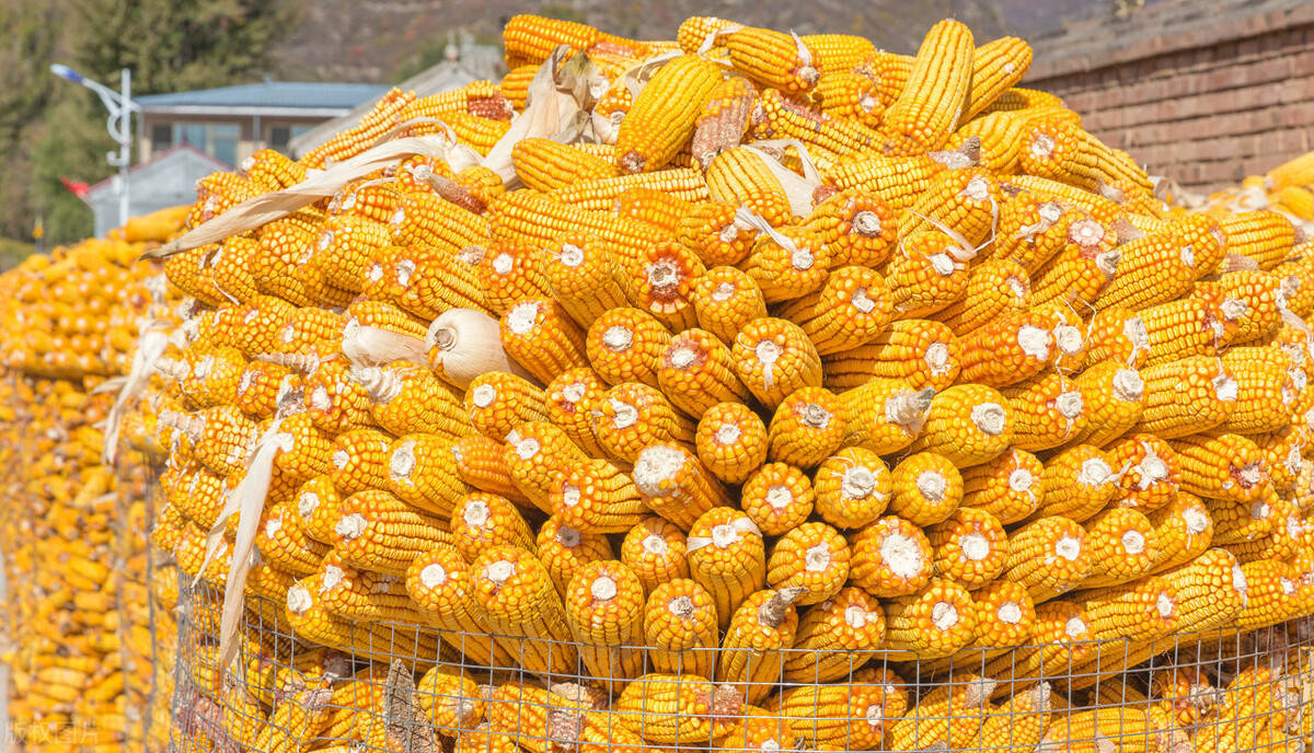 玉米正僵持不下,这时又有一好一坏"2个消息"传来!