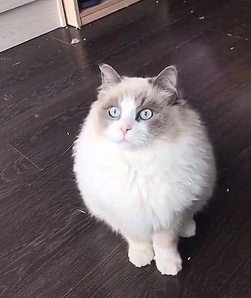 主人带布偶猫做造型,品种给都换了,网友:两万的身价瞬间打折!
