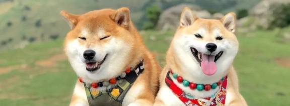 柴犬是哪个国家的品种犬？(柴犬原产于哪个国家)