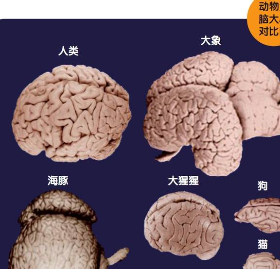 为什么?_经元_大脑_数量