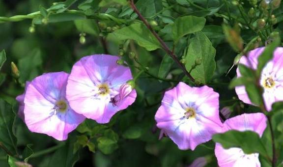 小时候玩的这种野花,被骗玩了会打摔碗,其实对女性有诸多好处_食用