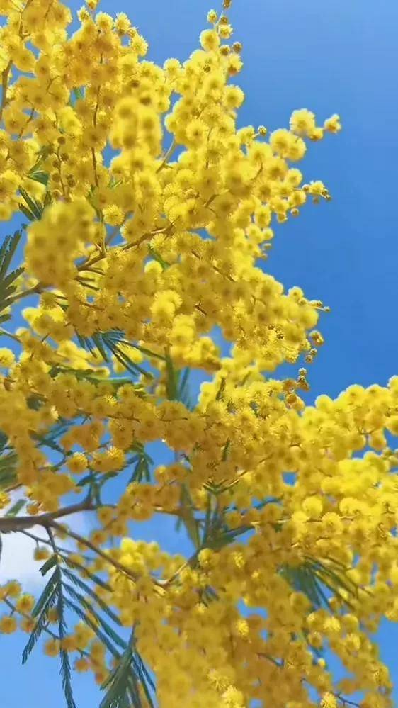 三月,是桃红柳绿,莺歌燕舞,百花争艳的季节_大地_头像_春风