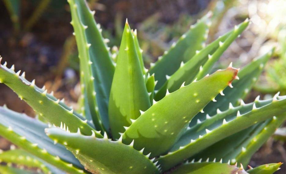 此花叶子又美又滑,宛如少女的肌肤晶莹剔透,象征着洁身自爱的花_芦荟