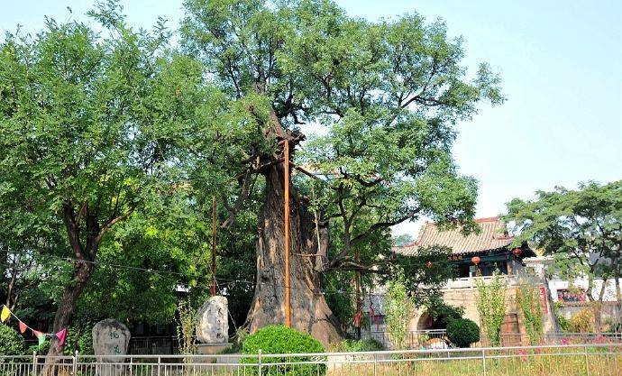 因涉县内的净因寺,清泉寺均在固新镇,寻访古寺之前在镇内先见到了这棵