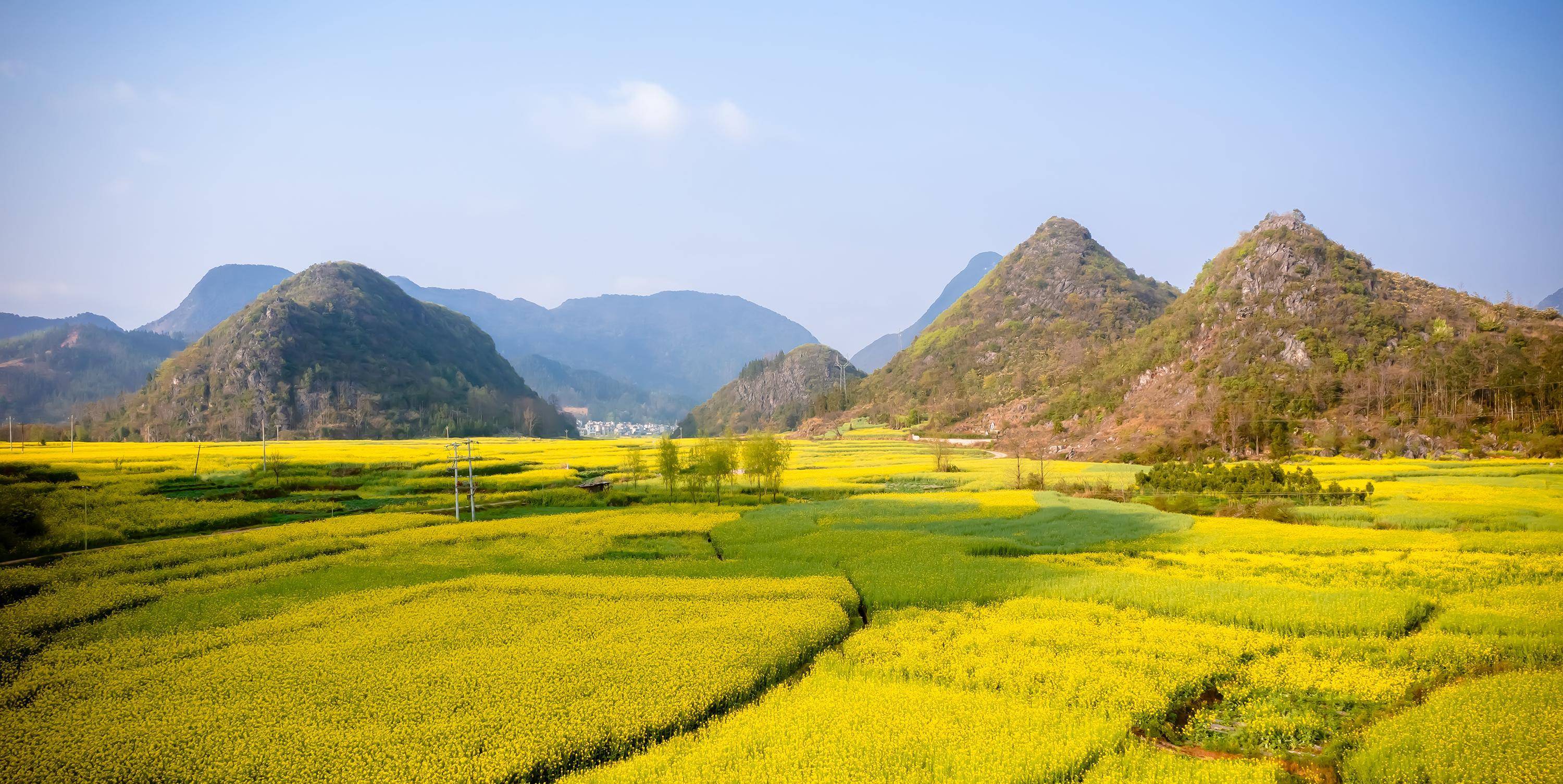 早春二月,风景这边独好,云南罗平油菜花海旅拍_牛街_金鸡_马街