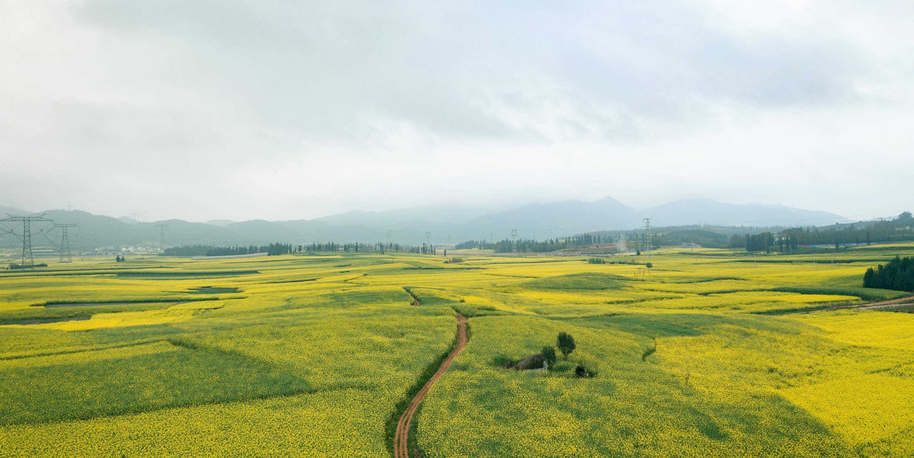 早春二月,风景这边独好,云南罗平油菜花海旅拍_牛街_金鸡_马街