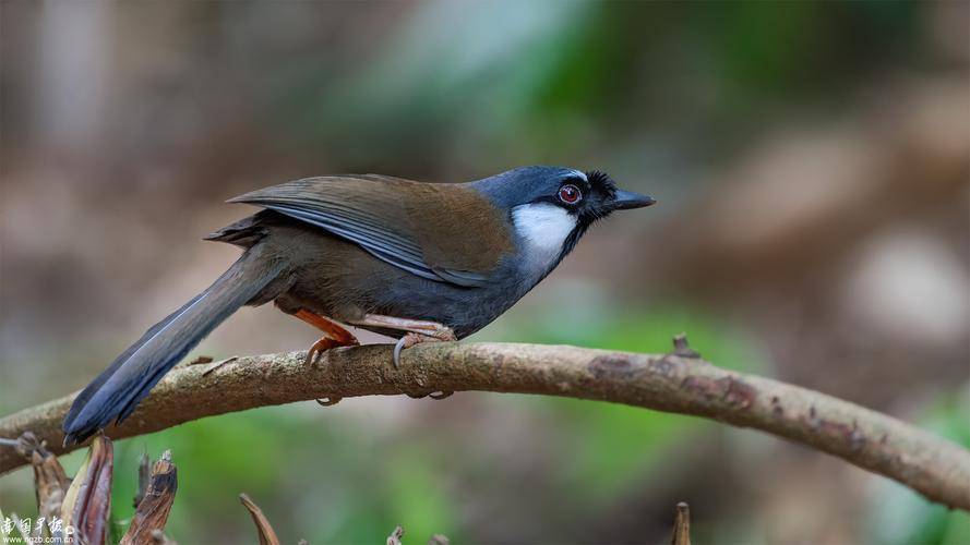 动物科普:黑喉噪鹛_橄榄_褐色_活动