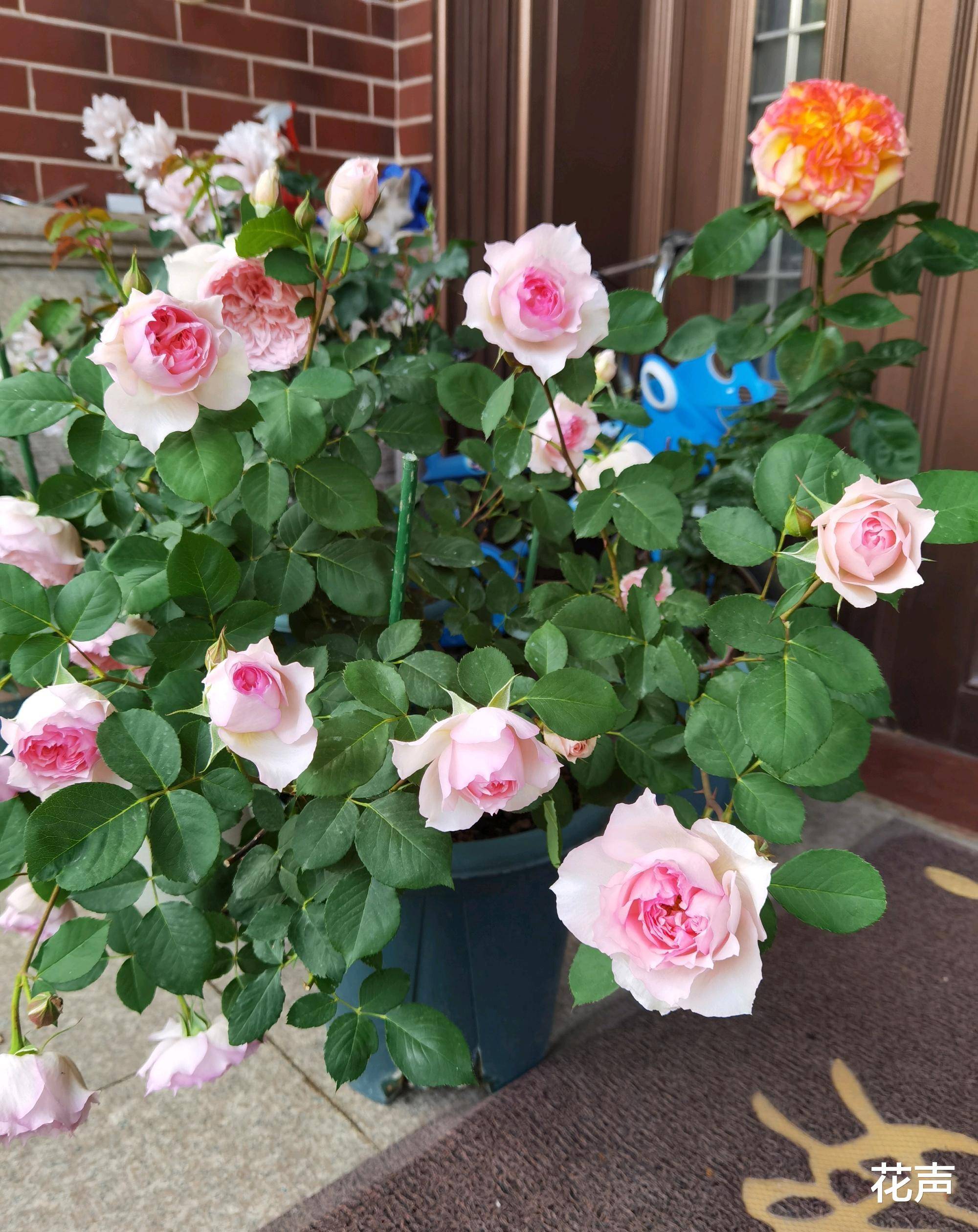 月季花界的"仙女"—莫妮卡戴维,颜值高,香气好闻,开花也勤快_花朵