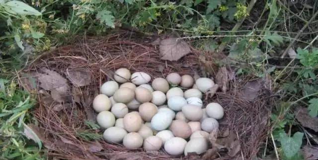 东北野鸡"满天飞",农民却表示无能为力,直言自己"不敢碰"_保护_数量