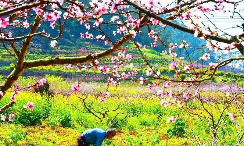 兴义顶效镇桃花谷:漫山遍野桃花开,美翻天,快快打卡