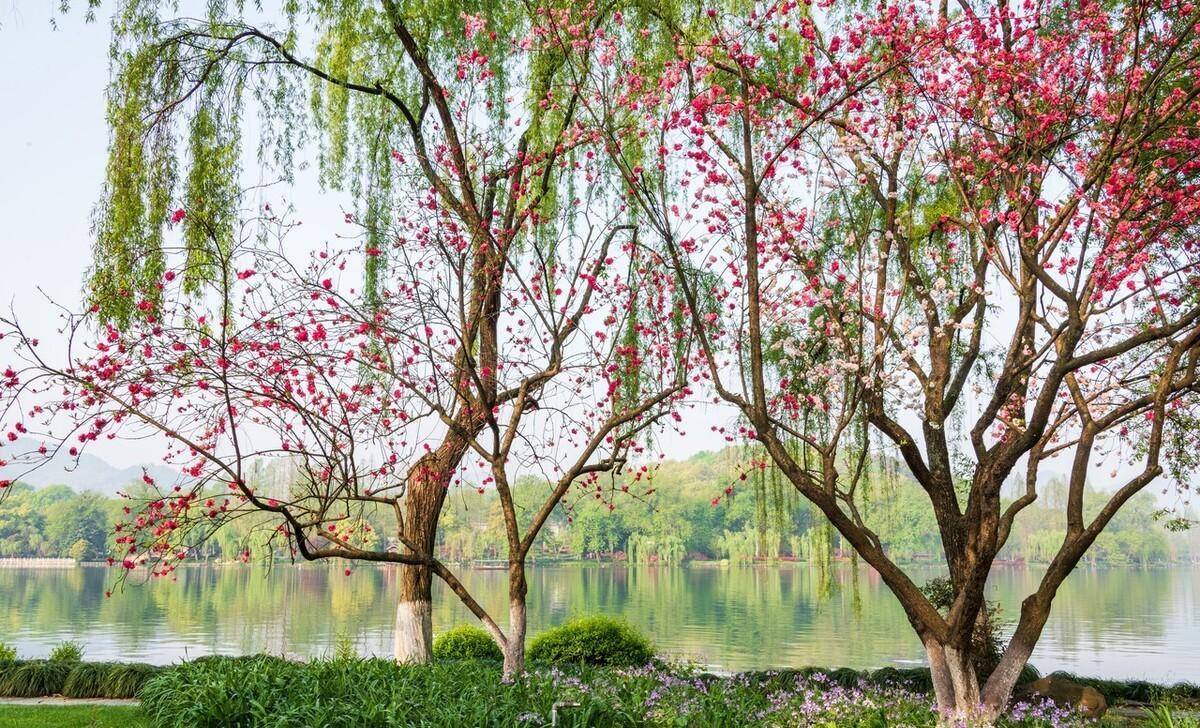 春天,西湖美如画,莫负春光,感受最美的西湖春景_杭州_白居易_少女