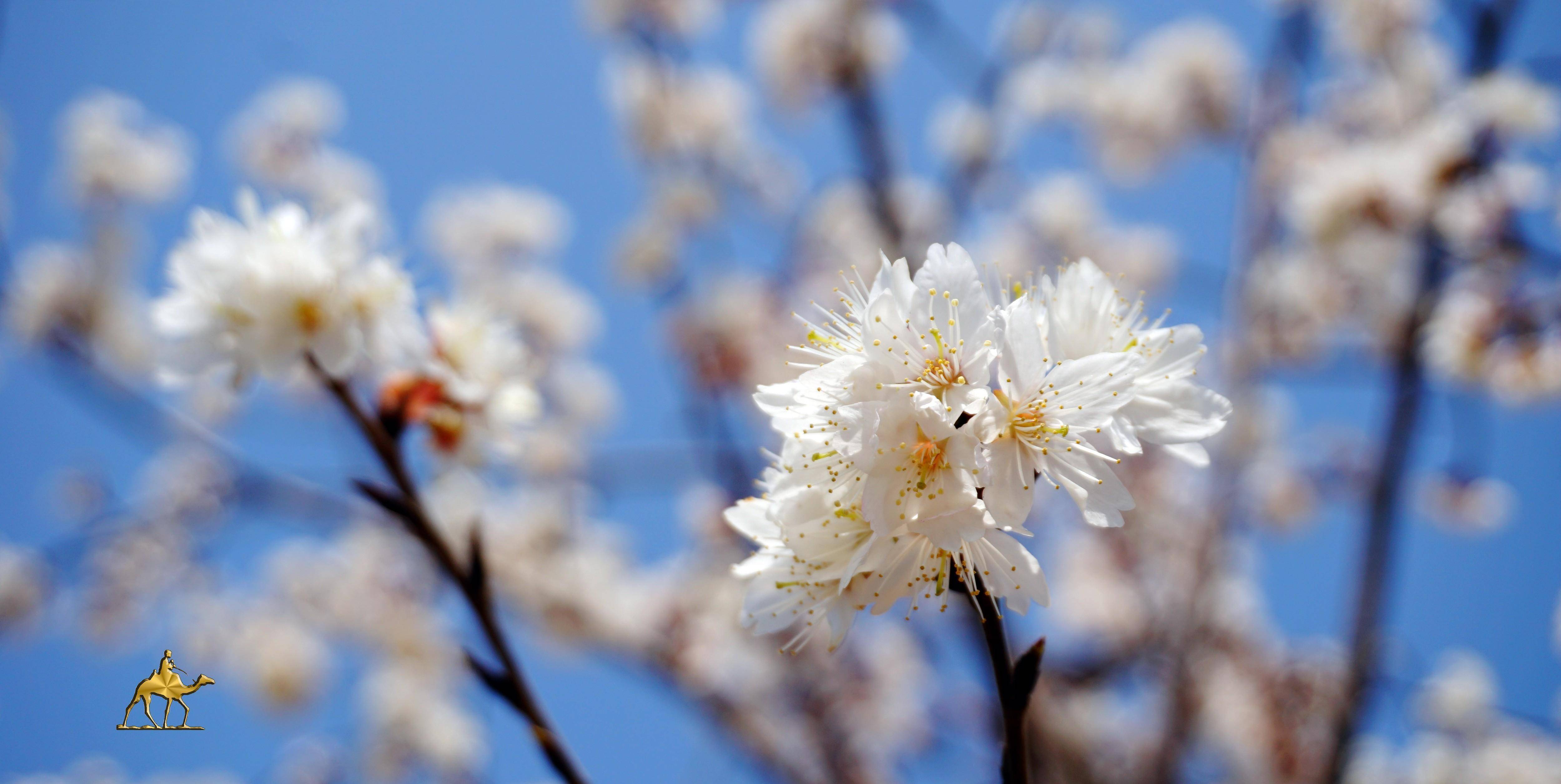 "樱花永巷垂杨岸",郑州踏春赏白樱_品种_花朵_白色