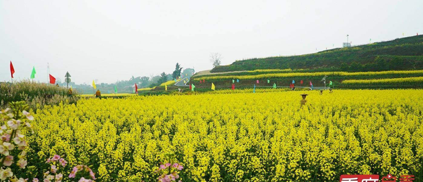 美丽花海邀您入画 3月10日到富顺县童寺镇赴一场浪漫的油菜花之约
