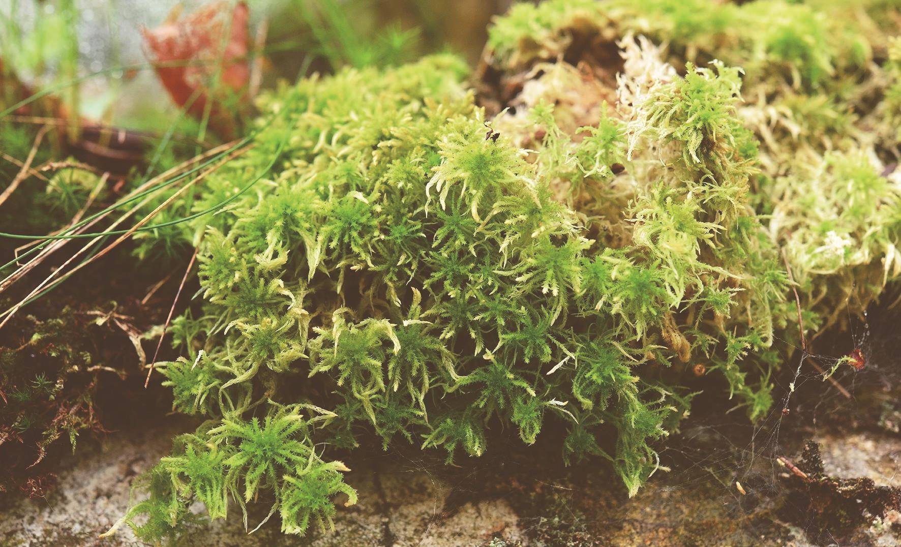 告别"隐身"自信"上线"—福建武夷山地方公园苔藓植物