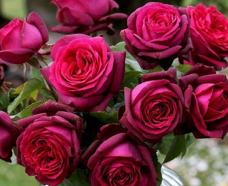 可以不打药的月季花,黑红系香水月季狄安娜伯爵夫人gr01fin diana