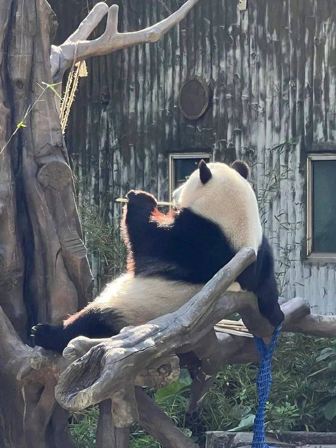 沙雕熊猫壁纸图片