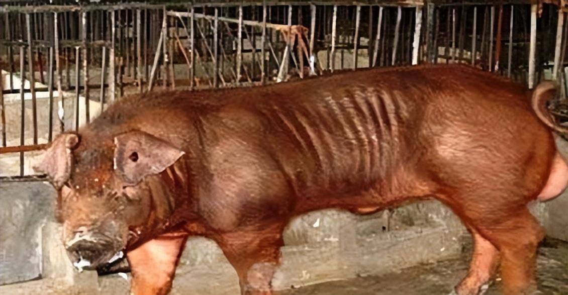 所以无论长上多少肉,杜洛克猪的背上都能显示出明显的"腹肌块"来