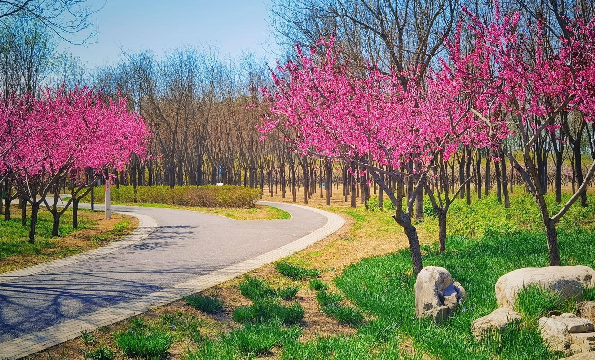 盘点北京六大免费森林公园,个个都是景美人少的踏青赏花好去处!
