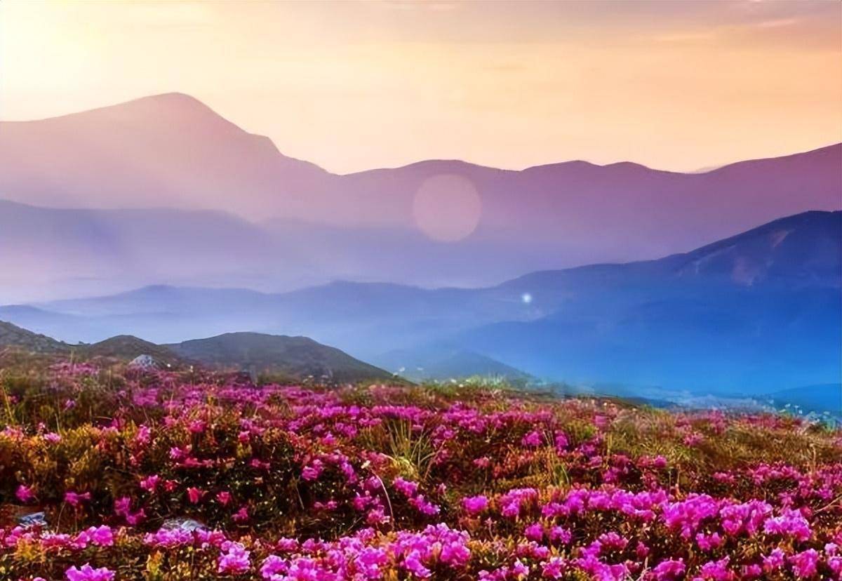 一棵叫"朝珠花"的奇花,它的花朵像莲花,平常开12片花瓣,闰年就开13瓣