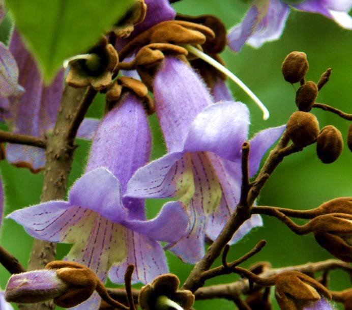 泡桐花比较大,颜色主要是淡紫色和白色两种颜色,当泡桐花丛枝繁叶茂的