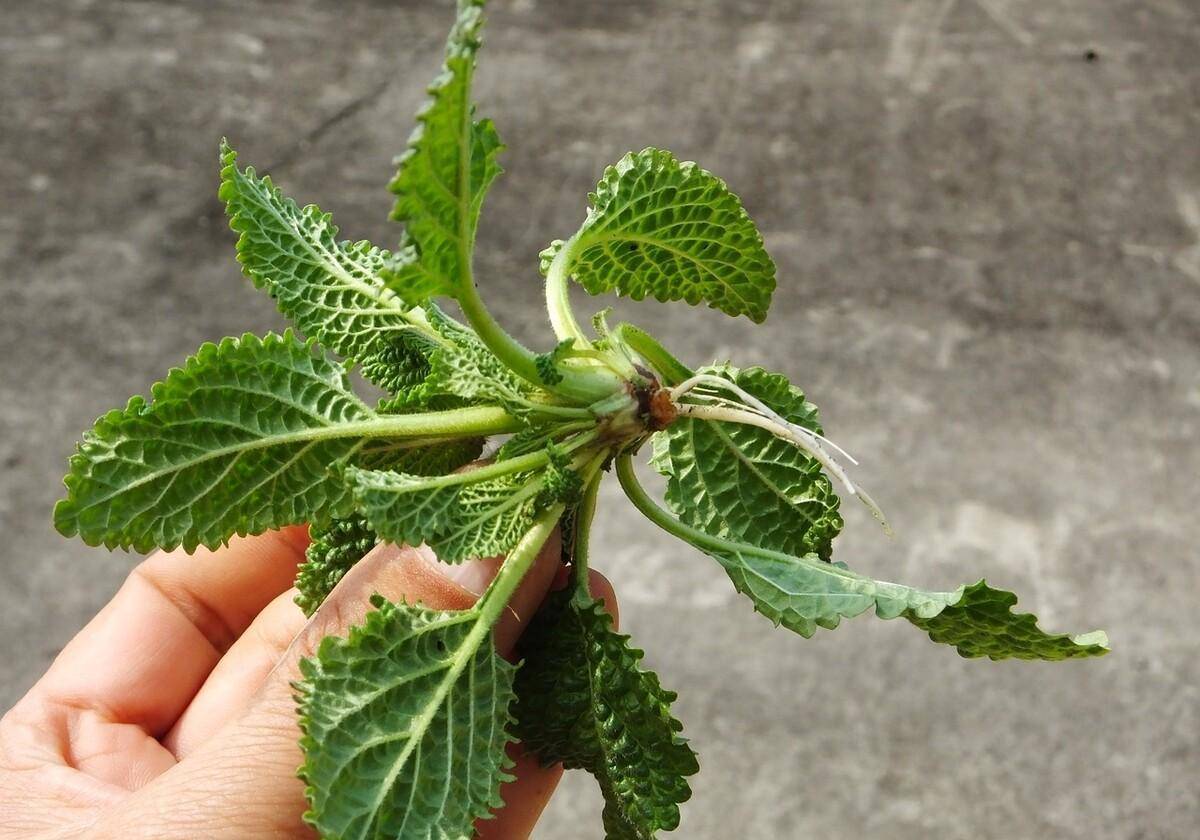 房前屋后遇到此草,别嫌它长得丑,能吃也能用,人称"痔疮草"_蛤蟆_植物_