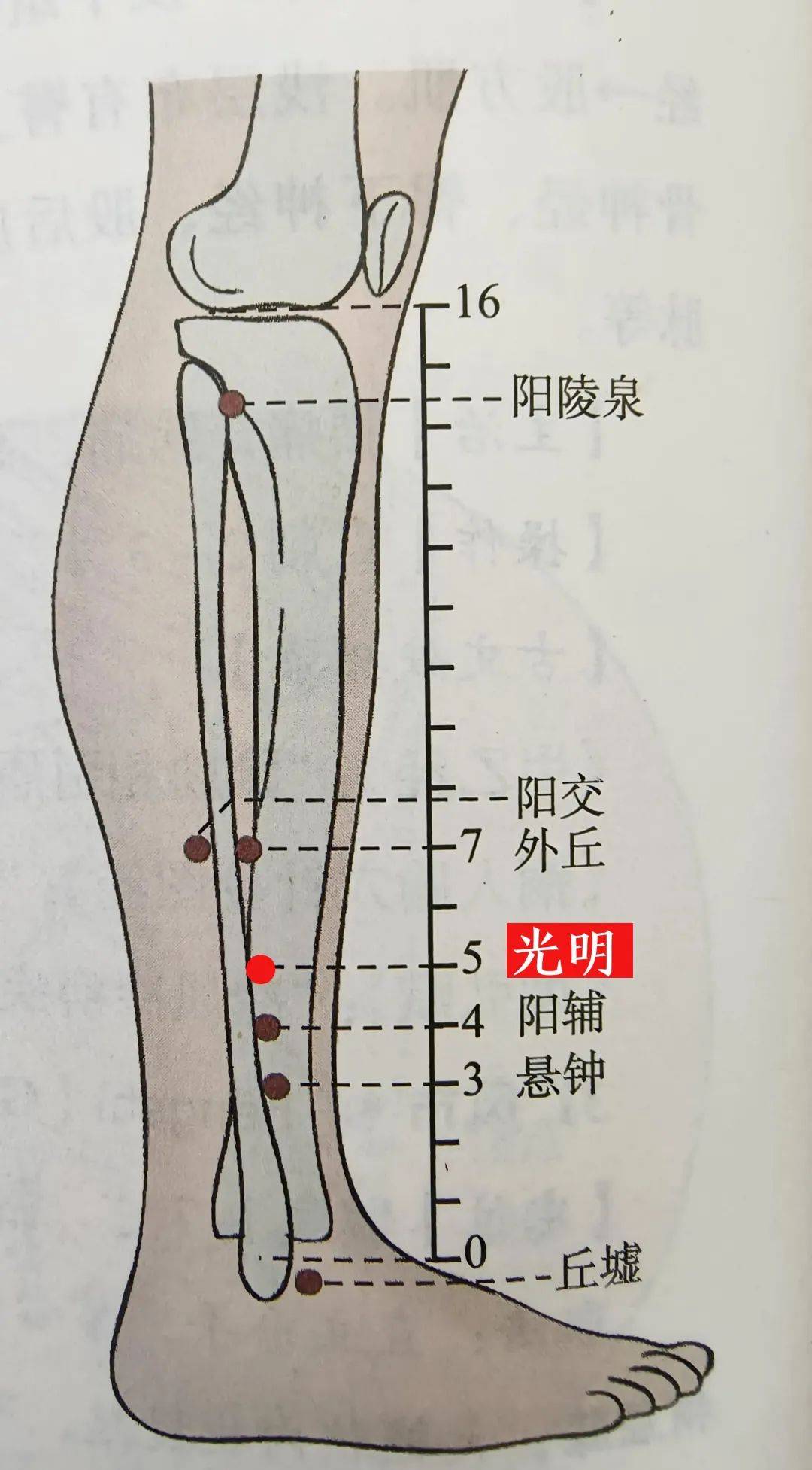 光明穴的位置:光明穴位于小腿外侧,在外踝尖上5寸,腓骨前缘!