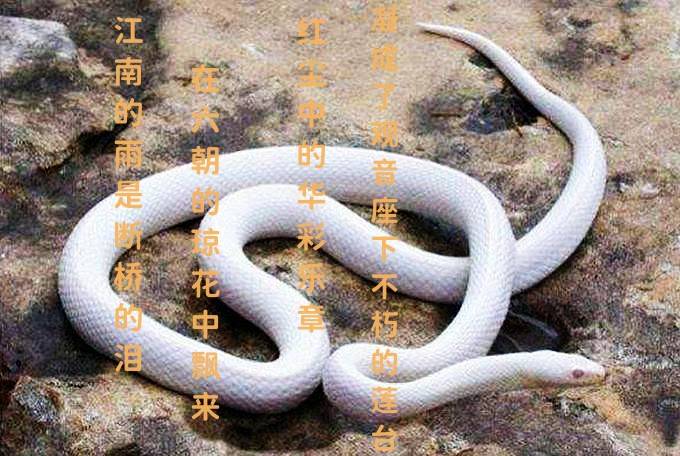 蛇石 白蛇 The Legend of White Snake 青城山下白素贞pipa - Ming Xian: Song