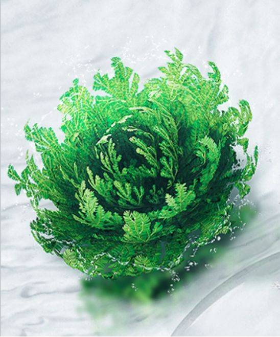 爱茉尔 | 河南信美生物牡丹精粹补水保湿喷雾核心成