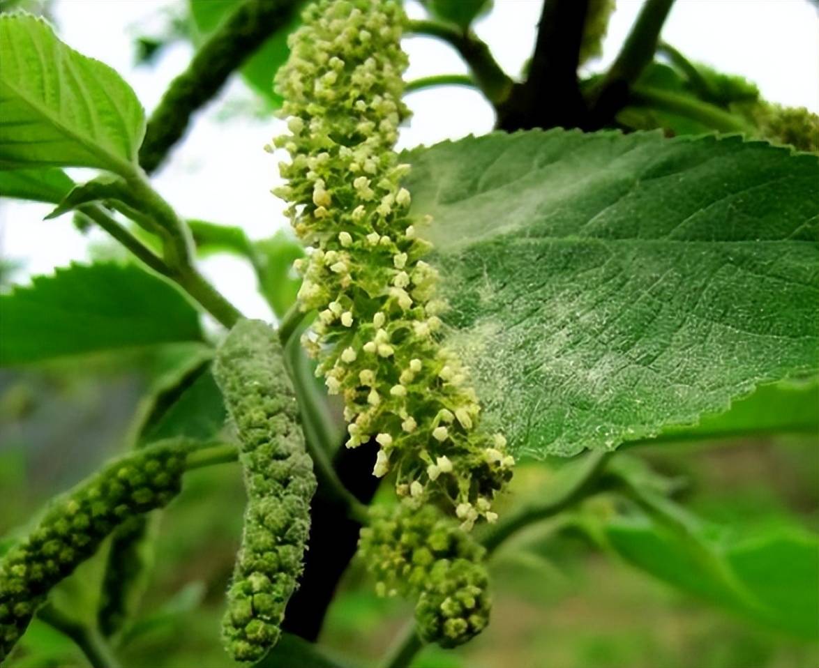 构树雄花图片