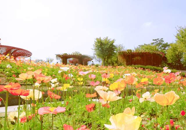 佛山附近花海图片