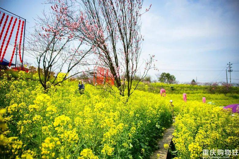 走马镇看桃花图片