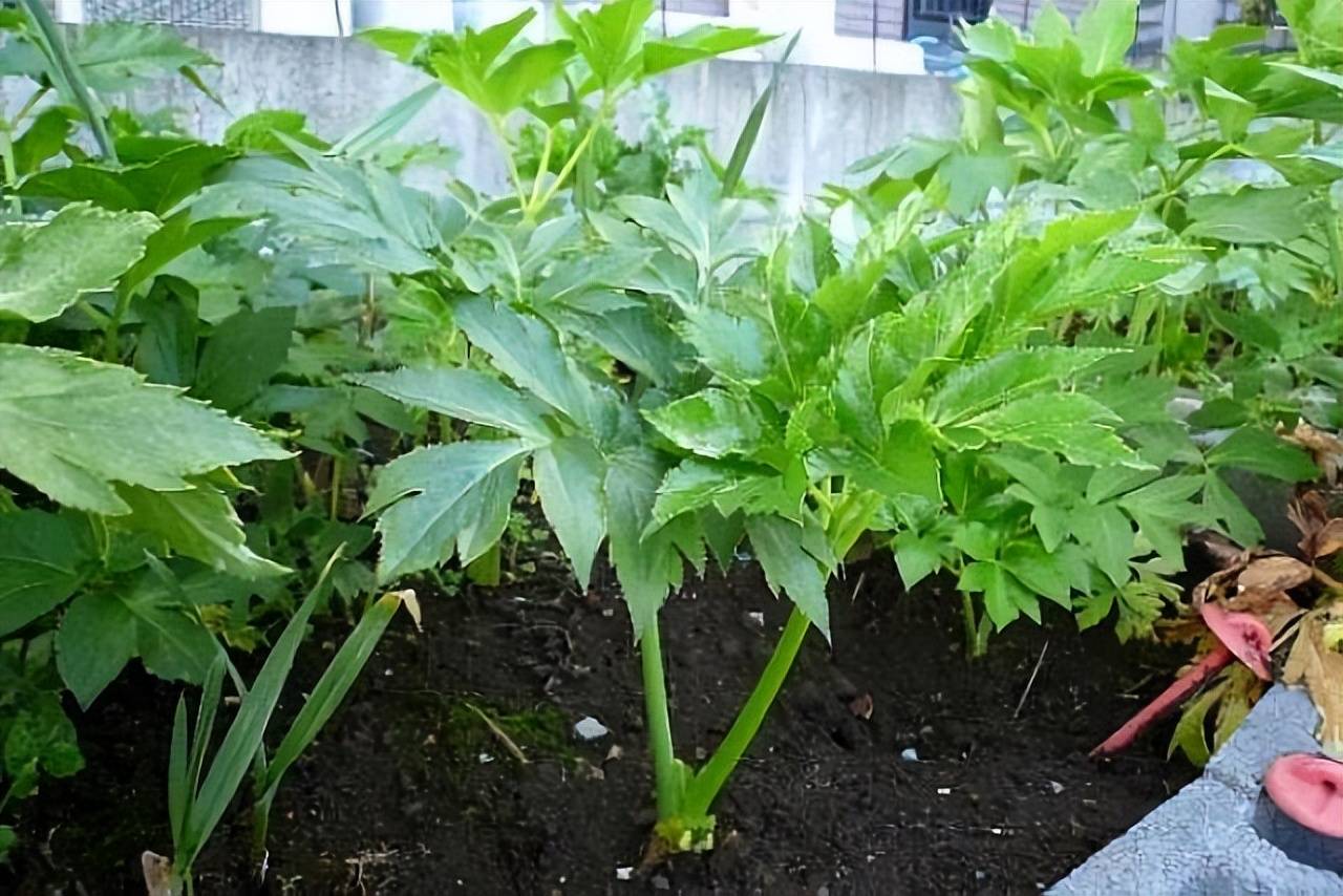 它是下一个玛卡?民间称它"神仙草",农民人工种植30元一颗!