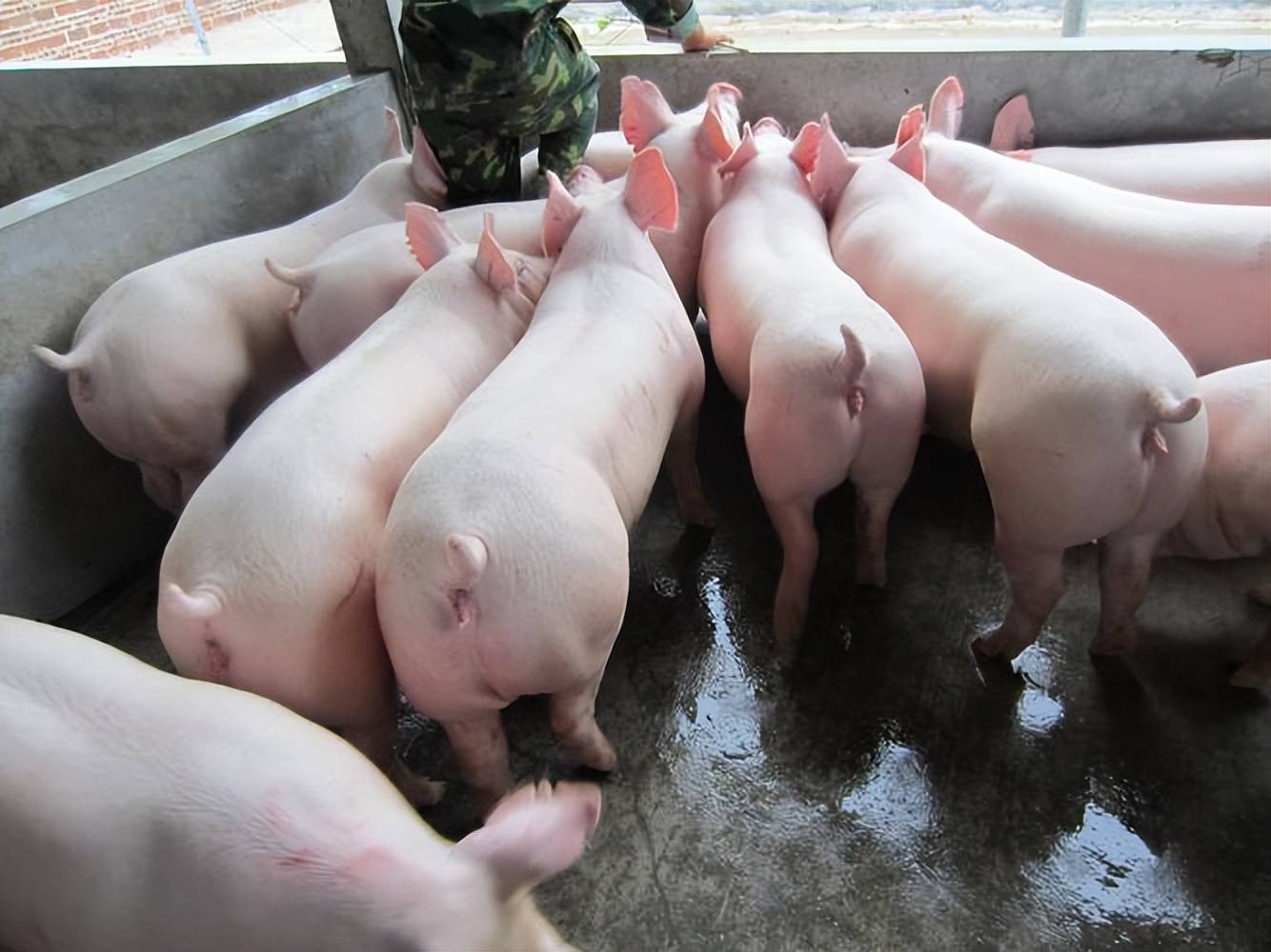 养母猪卖猪仔与养大猪哪个划算?养母猪卖猪仔赚钱吗?